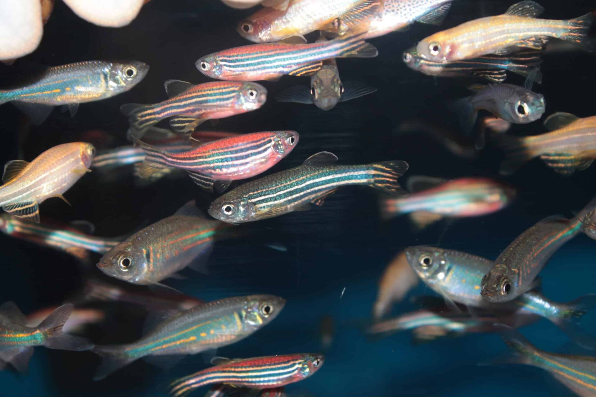 Zebrafish antibodies