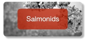 Salmonids