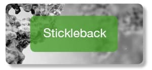Stockleback