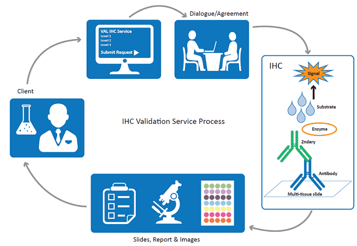 IHC Validation Service Vertebrate Antibodies Limited IHC Validation Service Vertebrate Antibodies Limited
