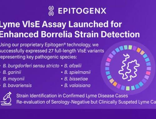 Lyme VlsE Assay for Enhanced Borrelia Strain Detection